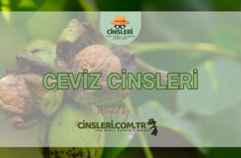 Ceviz Cinsleri