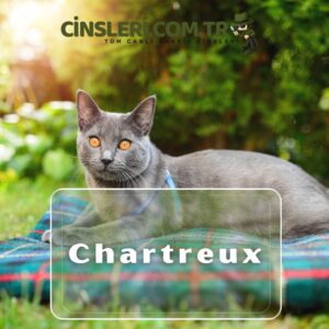 Chartreux