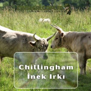 Chillingham İnek Irkı