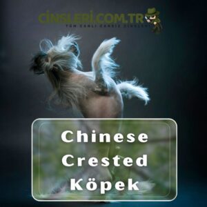 Chinese Crested Köpek