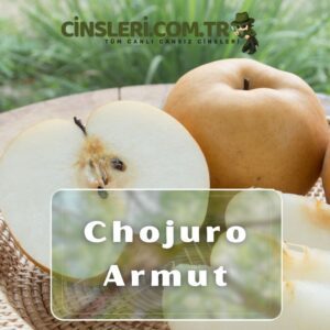 Chojuro Armut