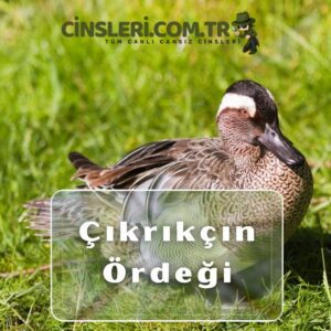 Çıkrıkçın Ördeği