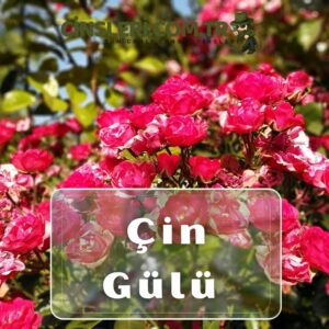 Çin Gülü