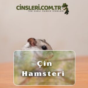 Çin Hamsteri