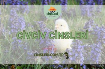 Civciv Cinsleri