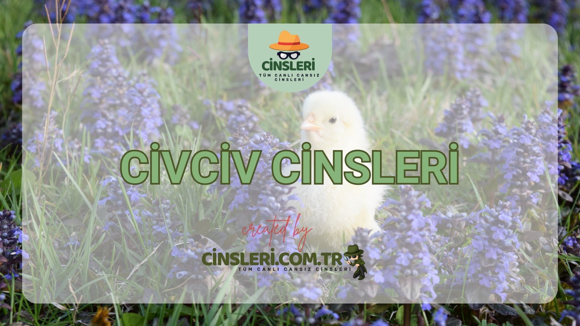 Civciv Cinsleri