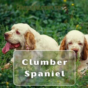 Clumber Spaniel