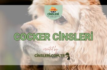 Cocker Cinsleri