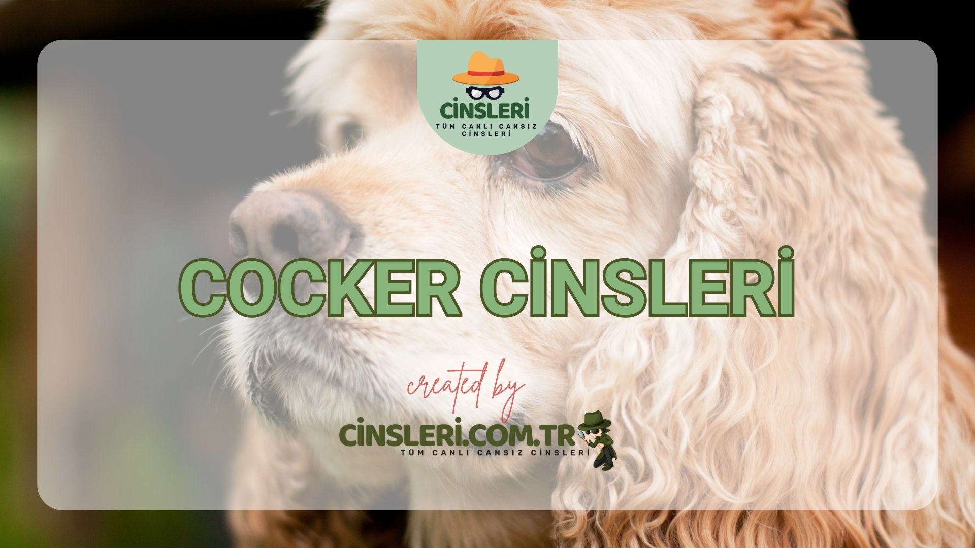 Cocker Cinsleri