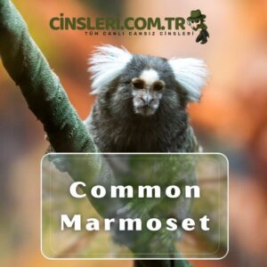 Common Marmoset