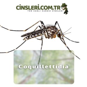 Coquillettidia