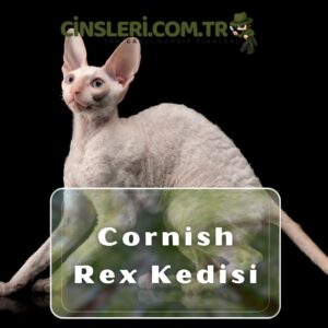 Cornish Rex Kedisi