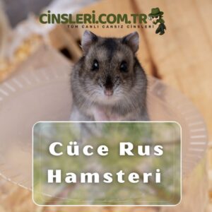 Cüce Rus Hamsteri