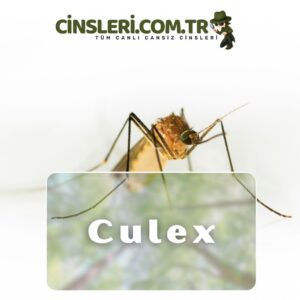 Culex