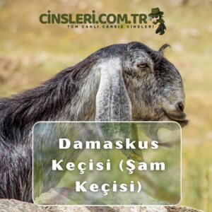 Damaskus Keçisi (Şam Keçisi)