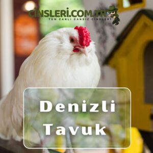 Denizli Tavuk Cinsi