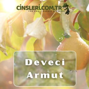 Deveci Armut