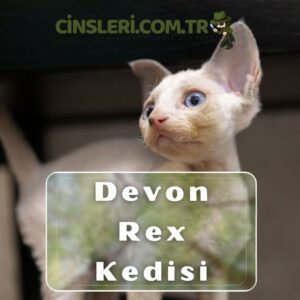 Devon Rex Kedisi