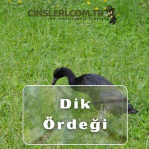 Dik Ördeği