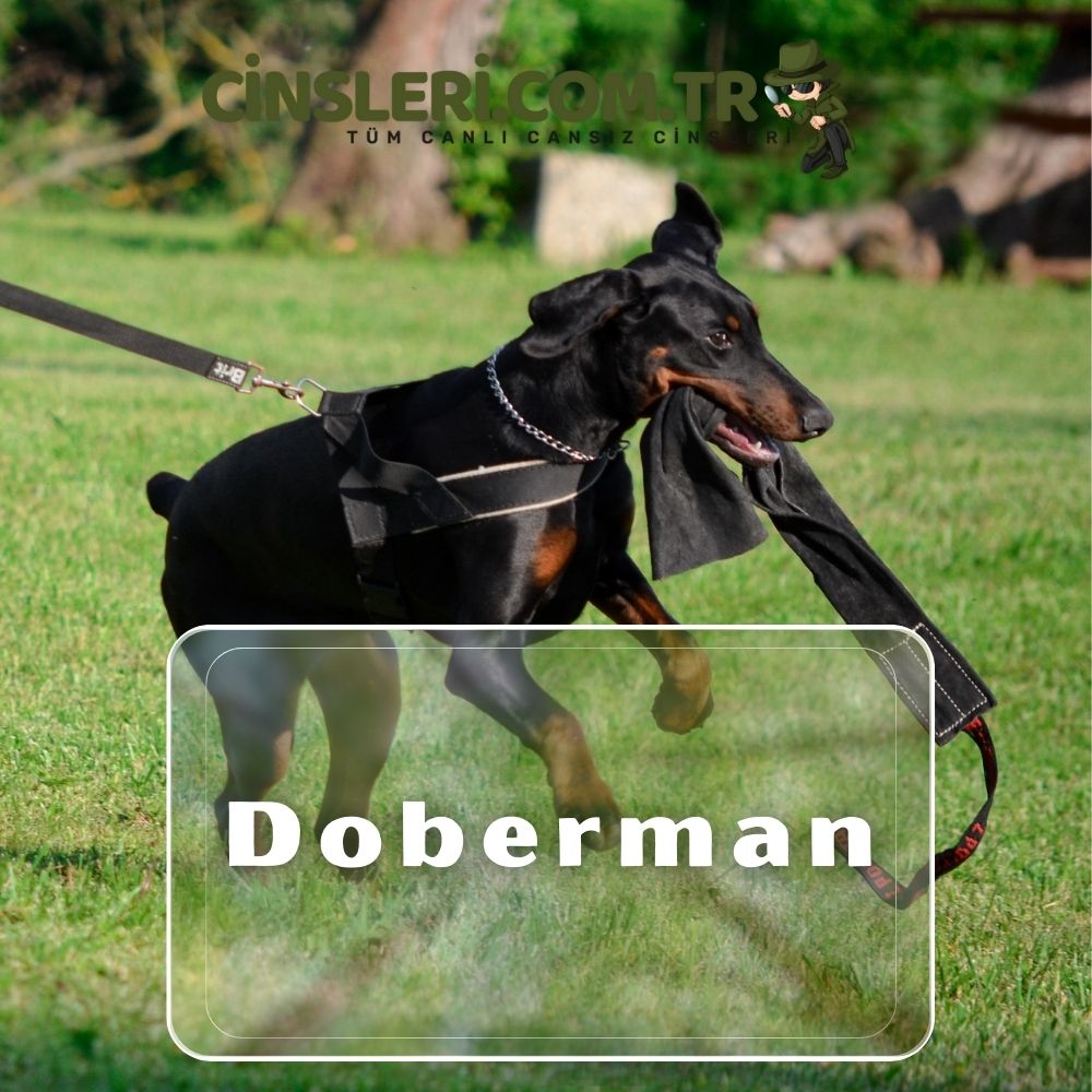 En vahşi köpek cinsleri