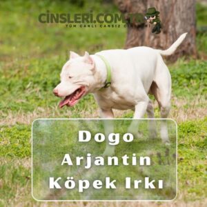 Dogo Arjantin Köpek Irkı