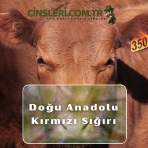 Doğu Anadolu Kırmızı Sığırı