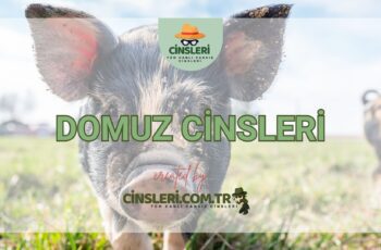 Domuz Cinsleri