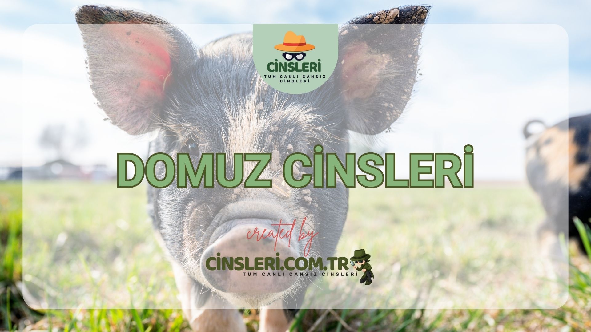 Domuz Cinsleri