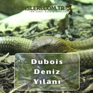 Dubois Deniz Yılanı