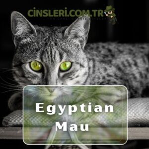 Egyptian Mau