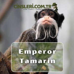 Emperor Tamarin