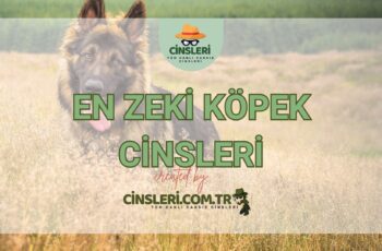 En Zeki Köpek Cinsleri