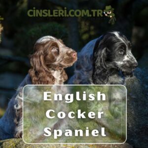 English Cocker Spaniel