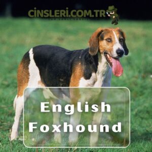 English Foxhound