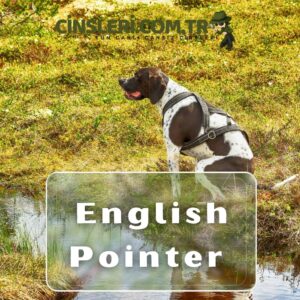 English Pointer