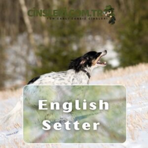 English Setter