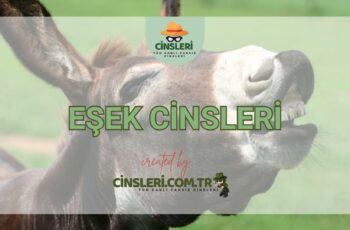 Eşek Cinsleri