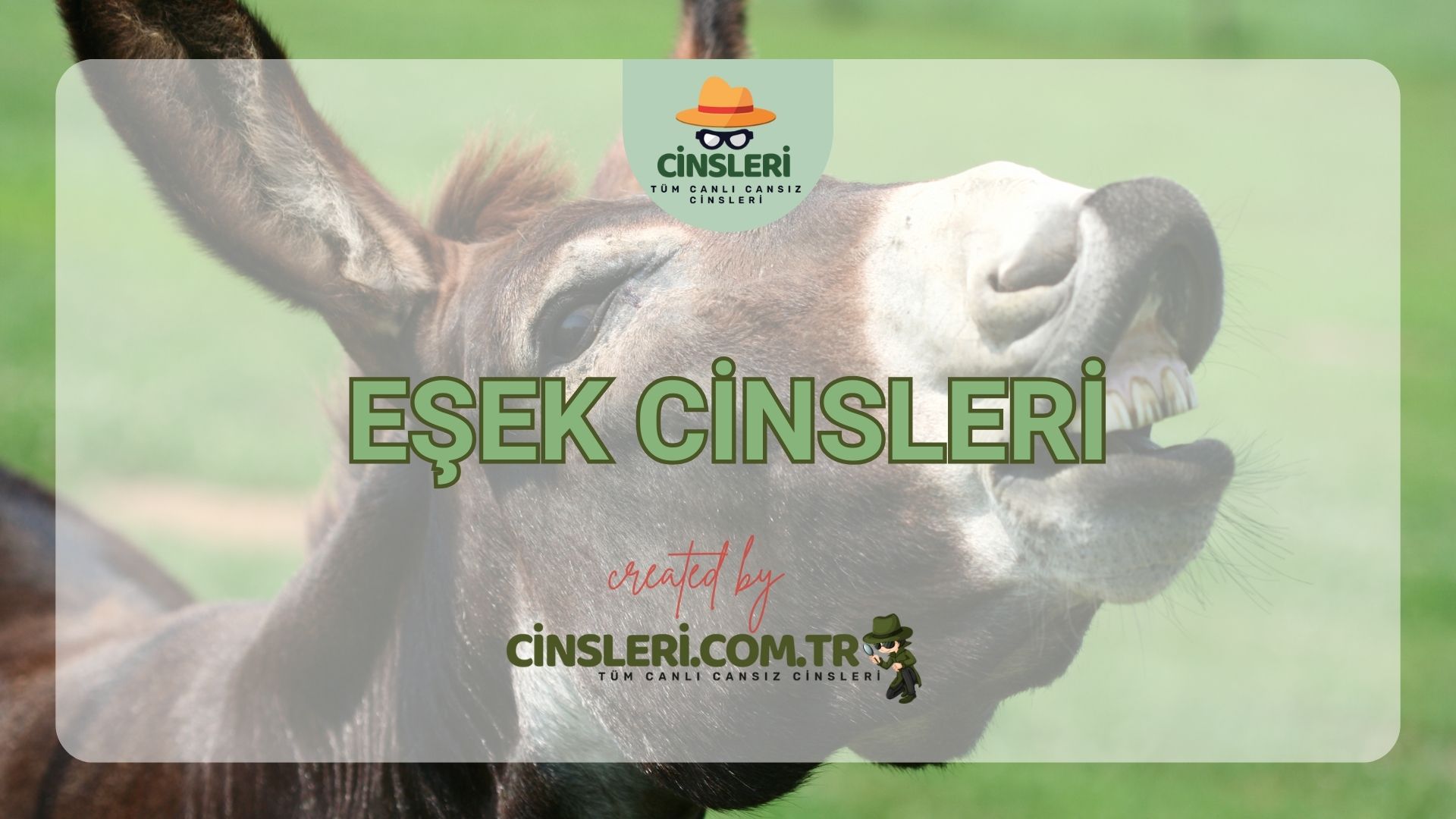 Eşek Cinsleri