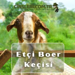 Etçi Boer Keçisi