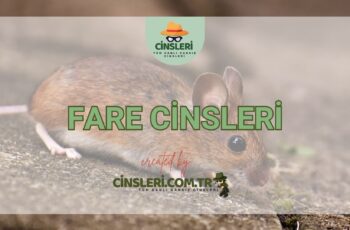 Fare Cinsleri