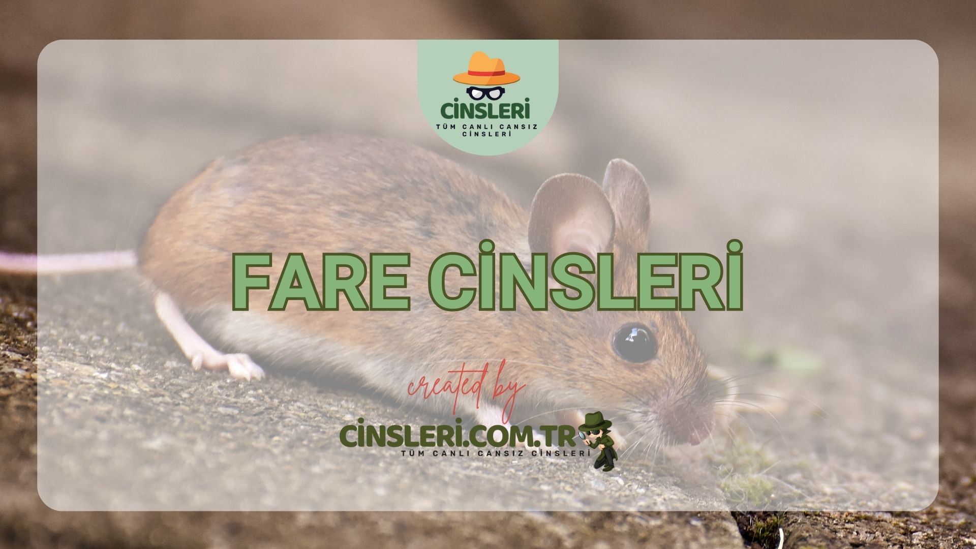 Fare Cinsleri