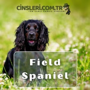 Field Spaniel