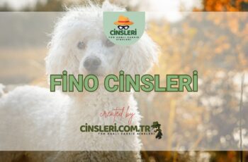 Fino Cinsleri