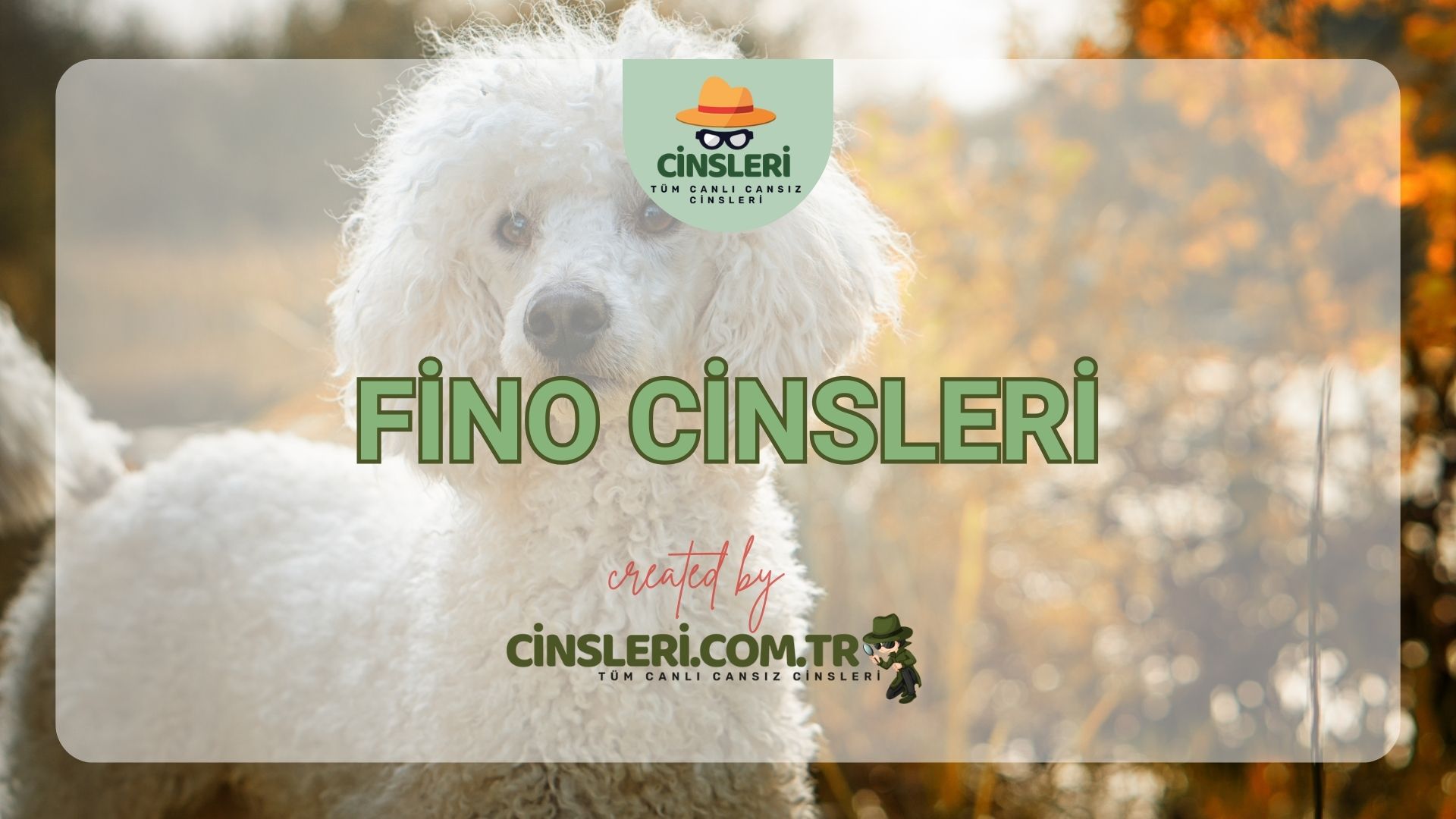 Fino Cinsleri