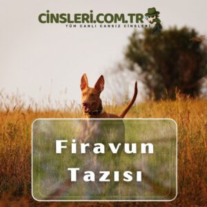 Firavun Tazısı 