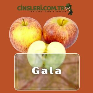 Gala