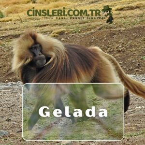 Gelada