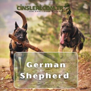 German Shepherd 