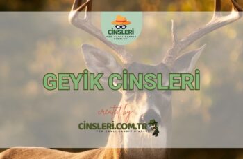 Geyik Cinsleri