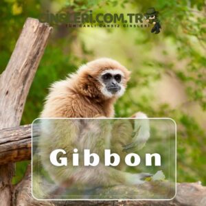 Gibbon